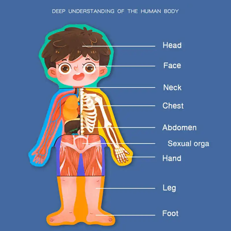 Jeu découverte du corps humain – garçon – Image 3