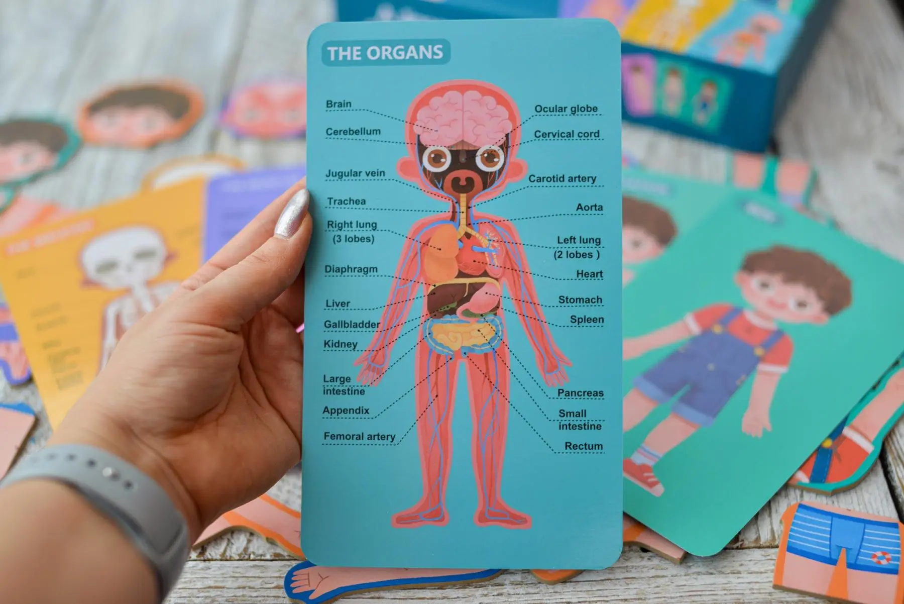Jeu découverte du corps humain – garçon – Image 2